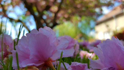 Close-up of fresh pink flowers blooming outdoors