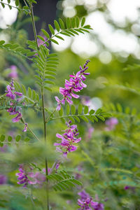 Close-up of pink flowering plant