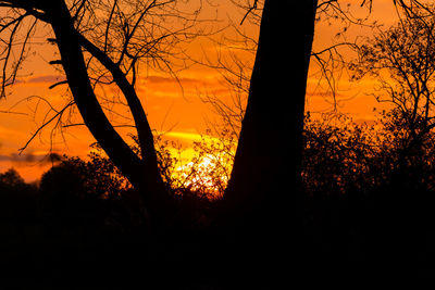 Silhouette trees against orange sky