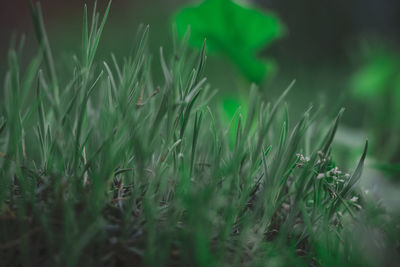 Green sprouts of carnation in the garden, selective focus