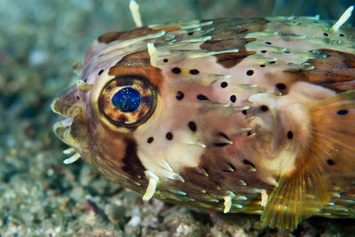 Close-up of fish swimming in sea