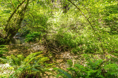 Trees growing in forest