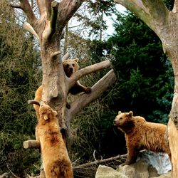 Cat on tree trunk