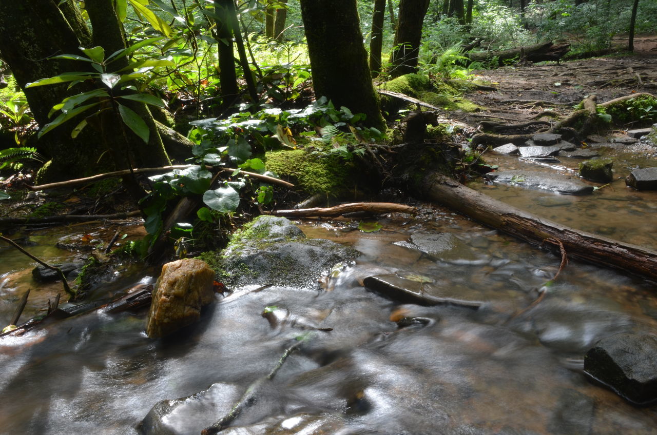 STREAM FLOWING IN FOREST