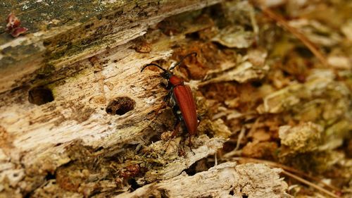 High angle view of insect on tree trunk