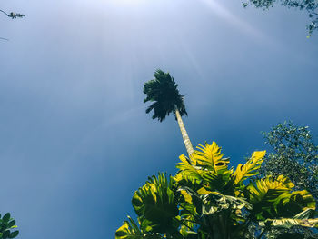 Low angle view of flowering plants against sky