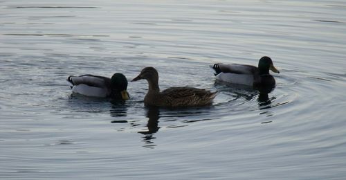 Ducks swimming on lake