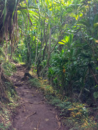 Footpath amidst trees in forest