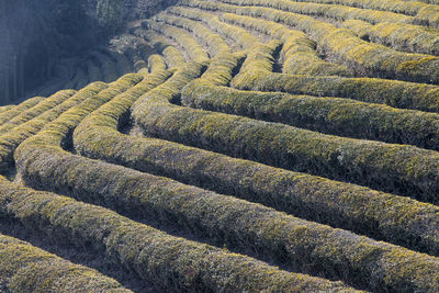 Green tea field on sunny day