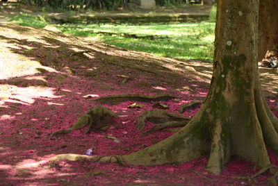 Close-up of tree trunk