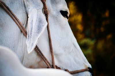 Close-up of white cow