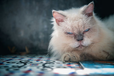 White persian cat lying on floor and look at camera, pet and animal concept