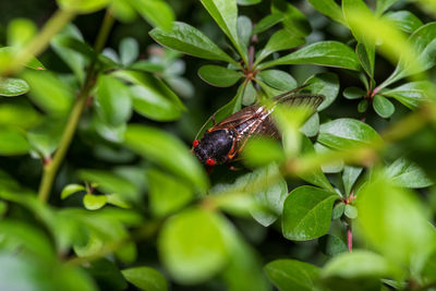 High angle view of insect on plant