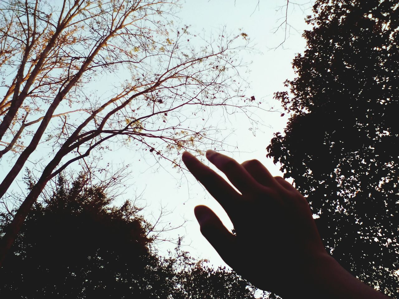 person, tree, part of, human finger, cropped, silhouette, holding, personal perspective, lifestyles, sky, low angle view, branch, unrecognizable person, sunlight, leisure activity, close-up