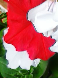 Close-up of white flowers