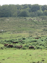 Sheep in a field