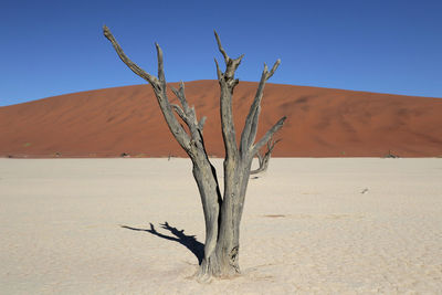 Dead plant on sand dune against clear sky