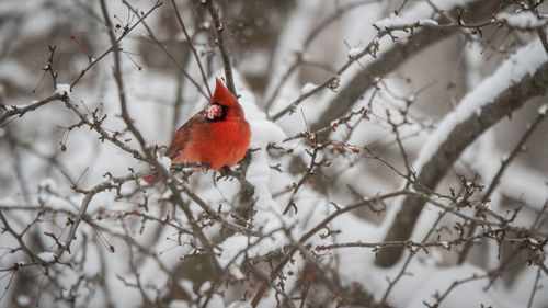 Bird perching on branch