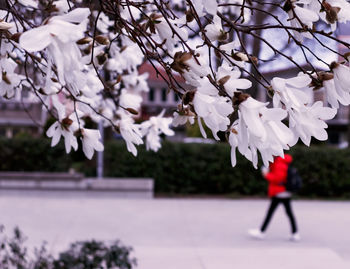Close-up of white cherry blossom tree