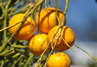 Close-up of oranges on branch