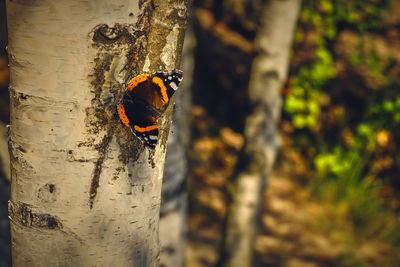 Close-up of ladybug on tree trunk