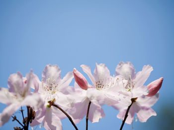 Close-up of fresh pink flowers against sky