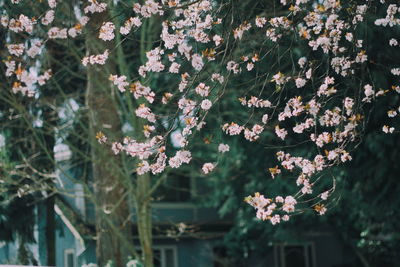 Close-up of flowering plants against blurred background