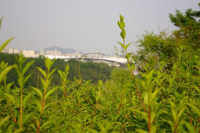 Close-up of crops growing on field against sky