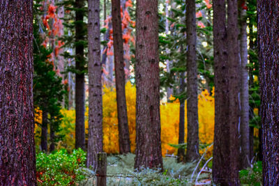 Panoramic view of pine trees in forest