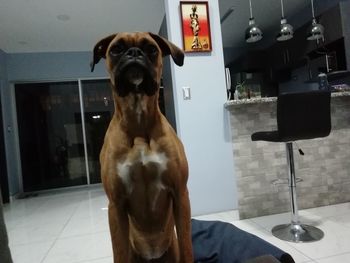 Portrait of dog sitting on floor at home