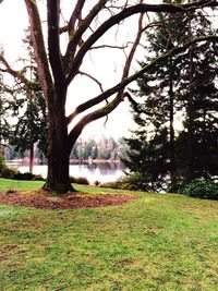 Bare trees on landscape