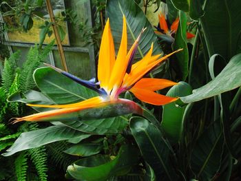 Close-up of flowers