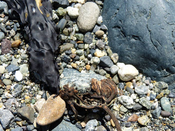 Close-up of lizard on pebbles at beach