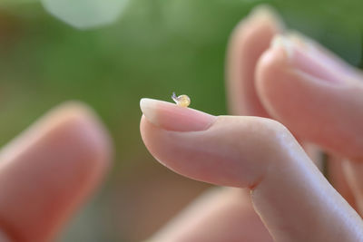 Close-up of hand holding pink flower