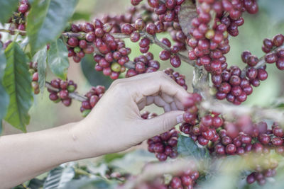 Close-up of hand holding berries