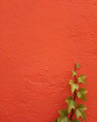 Close-up of plant against red wall