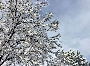 Low angle view of cherry blossom tree against sky