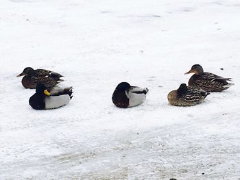 Birds on field during winter