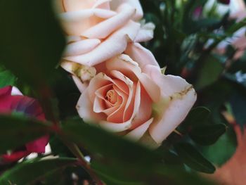 Close-up of rose bouquet