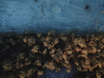 High angle view of plants on wall