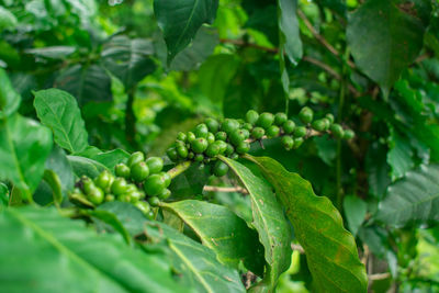 Close-up of fresh green leaves