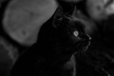 Close-up of cat