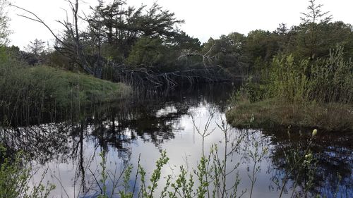 Reflection of trees in water