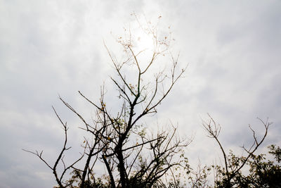 Low angle view of bare tree against sky