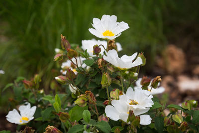 Close-up of white flowering plant