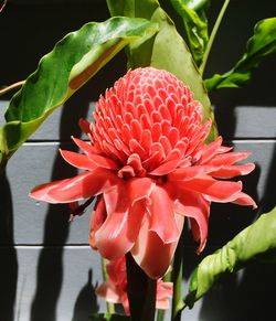 Close-up of red rose flower