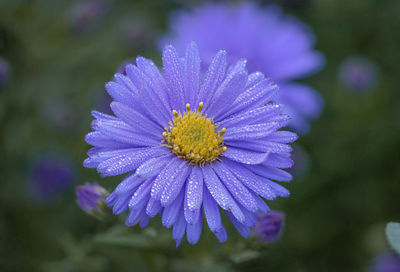 Close-up of purple flowering plant