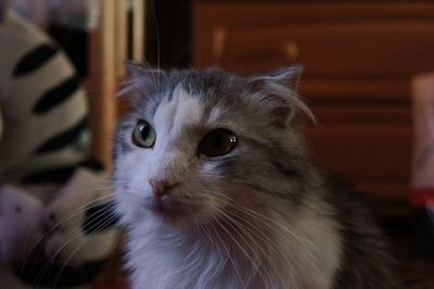 Close-up of cat looking away at home