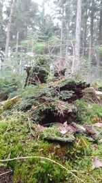 Plants and trees on field in forest