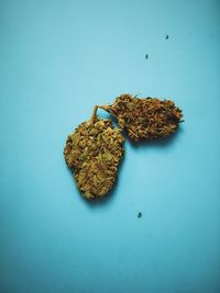 Close-up of marijuana on blue table